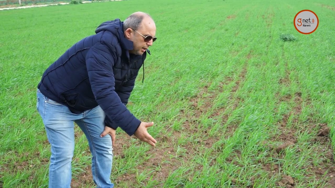 Reportage dans les champs céréaliers de Bizerte, la souffrance des agriculteurs lâchés par l'Etat