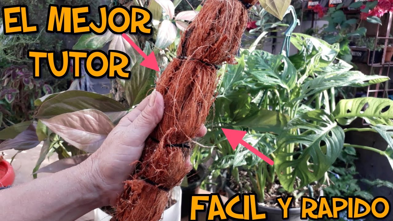 Así de facíl puedes hacer un tutor para tus plantas trepadoras// Agenda Verde