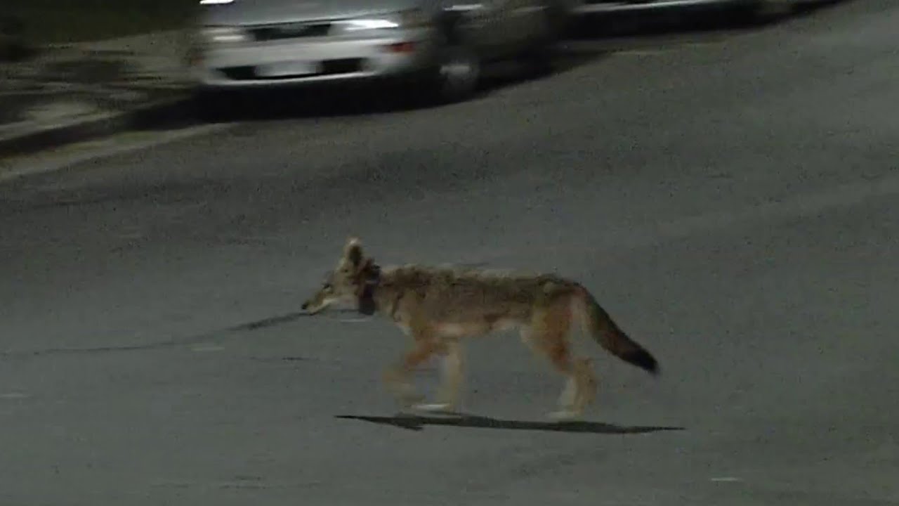 Coyotes in urban parts of Connecticut are more common than you think