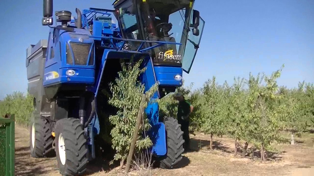 Almonds harvesting intensive in Lleida - Cosecha almendros intensivo en Lleida