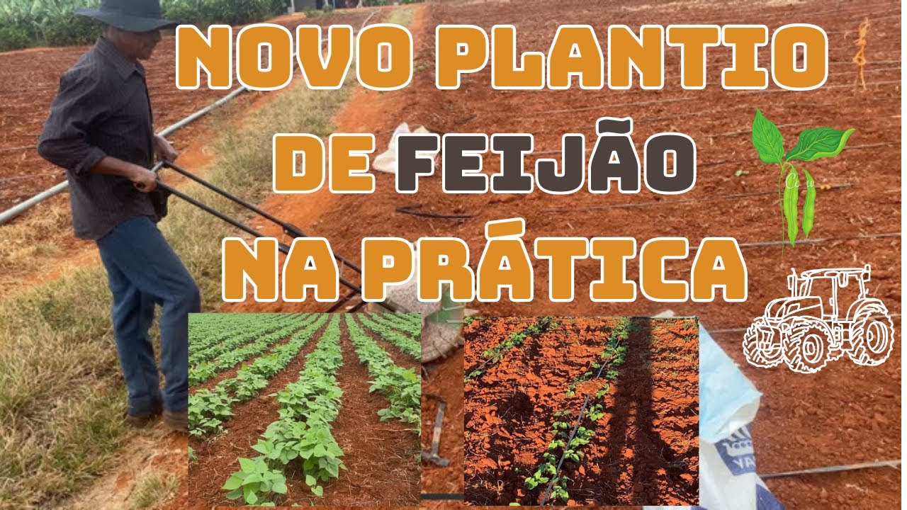 Plantio de Feijão : mostrando  plantio do feijão do inicio e na pratica
