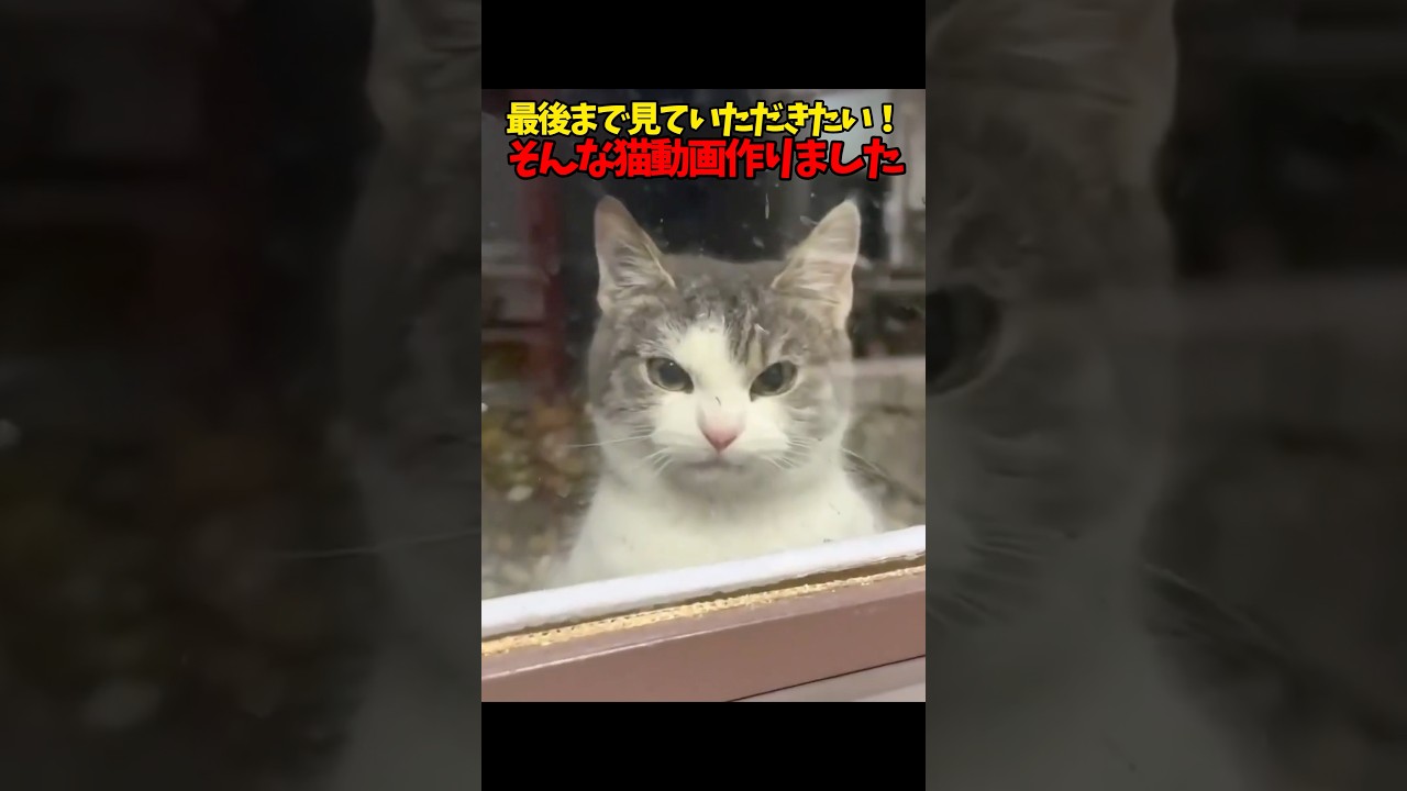 是非&hellip;見ていただきたい&hellip; #猫 #cat #cats #cute