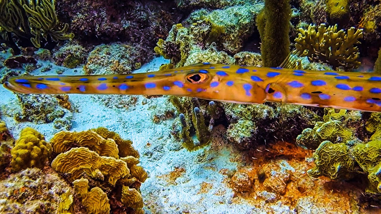 Bonaire HD Macro & Close-Up Critters & Creatures Shore & Boat Diving Best Videos 1.