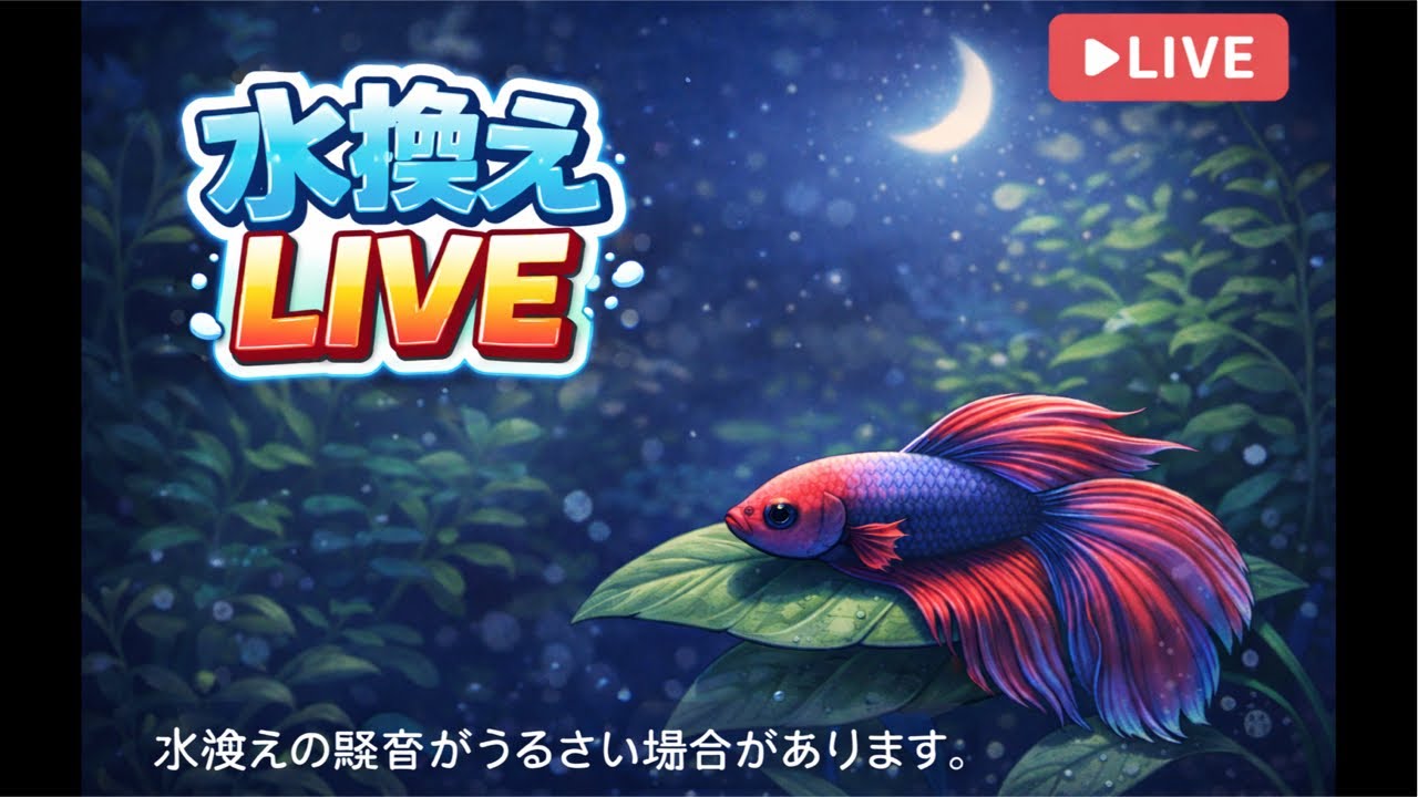 梅ベタ水換えLIVE🚰現在のベタの状態や雑談でも