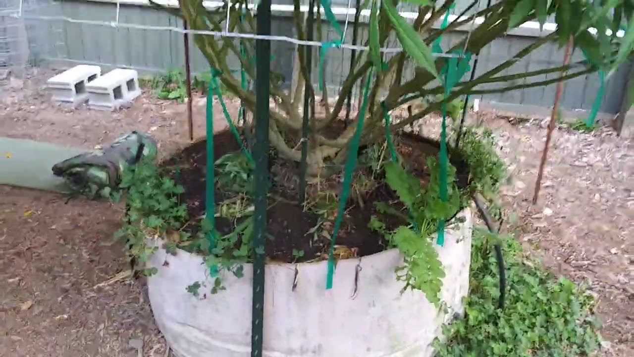 2020 Outdoor Cannabis Grow - Beginning of the Flop!
