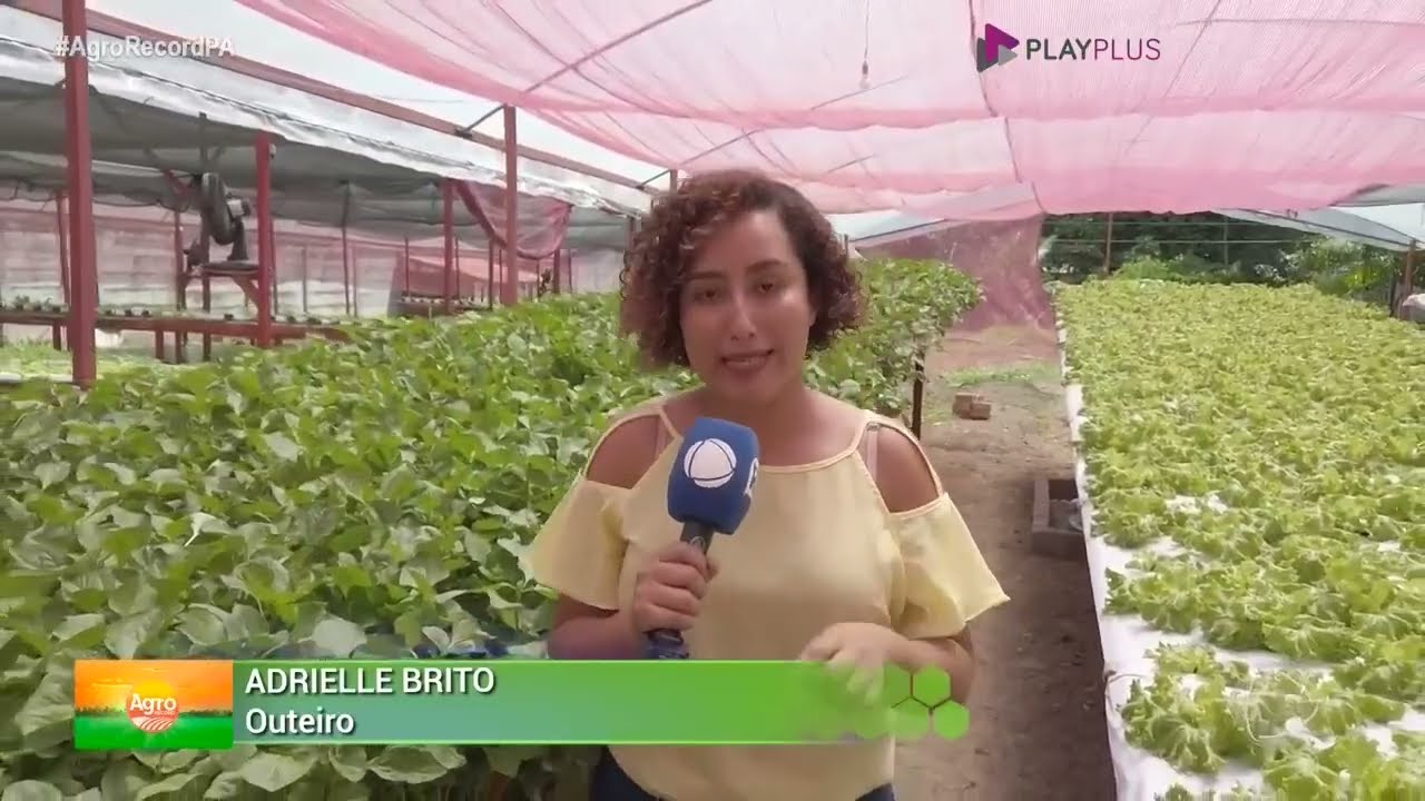 Produção de jambu na hidroponia