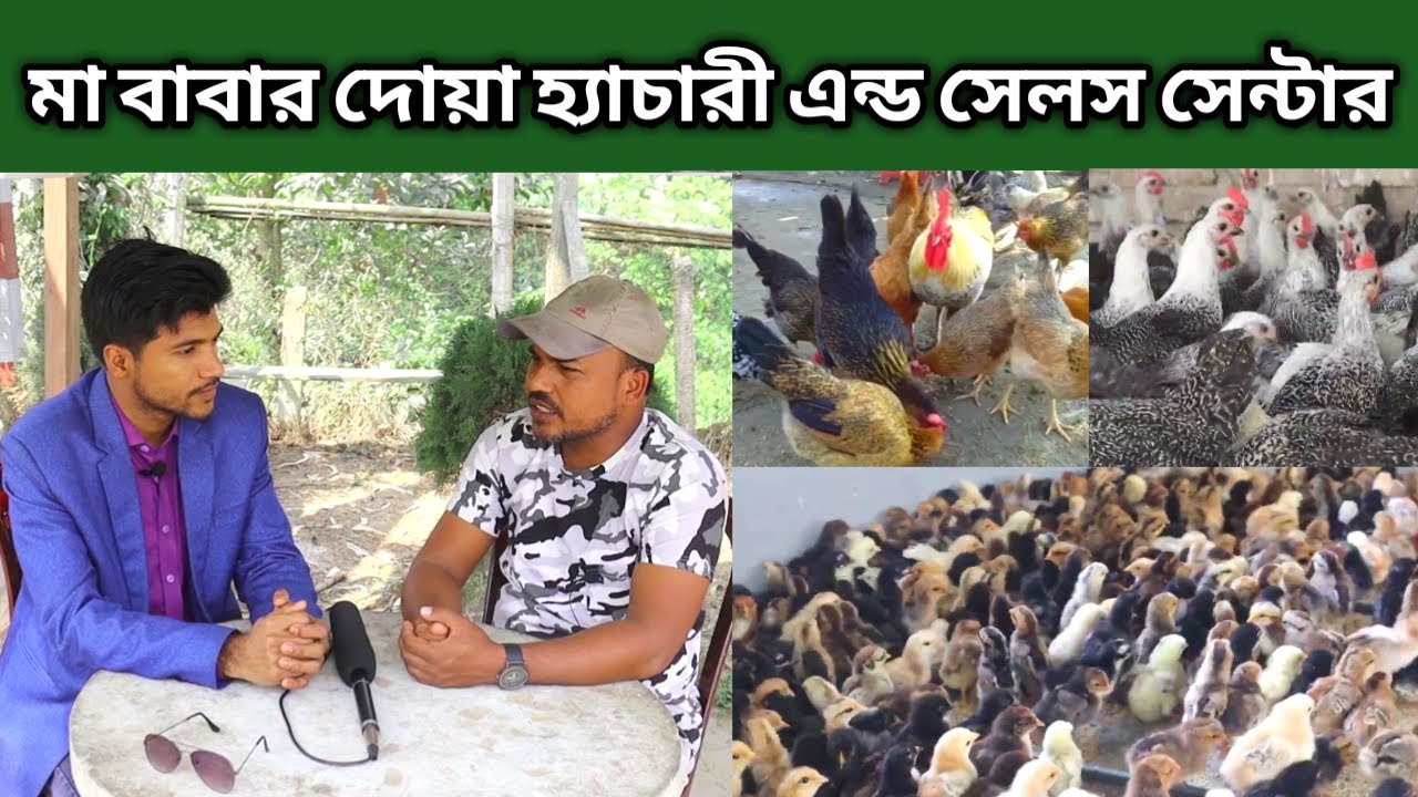 মা বাবার দোয়া হ্যাচারী এন্ড সেলস সেন্টার || সবুজ বাংলা || Deshi Chicken Farming || Part - 385