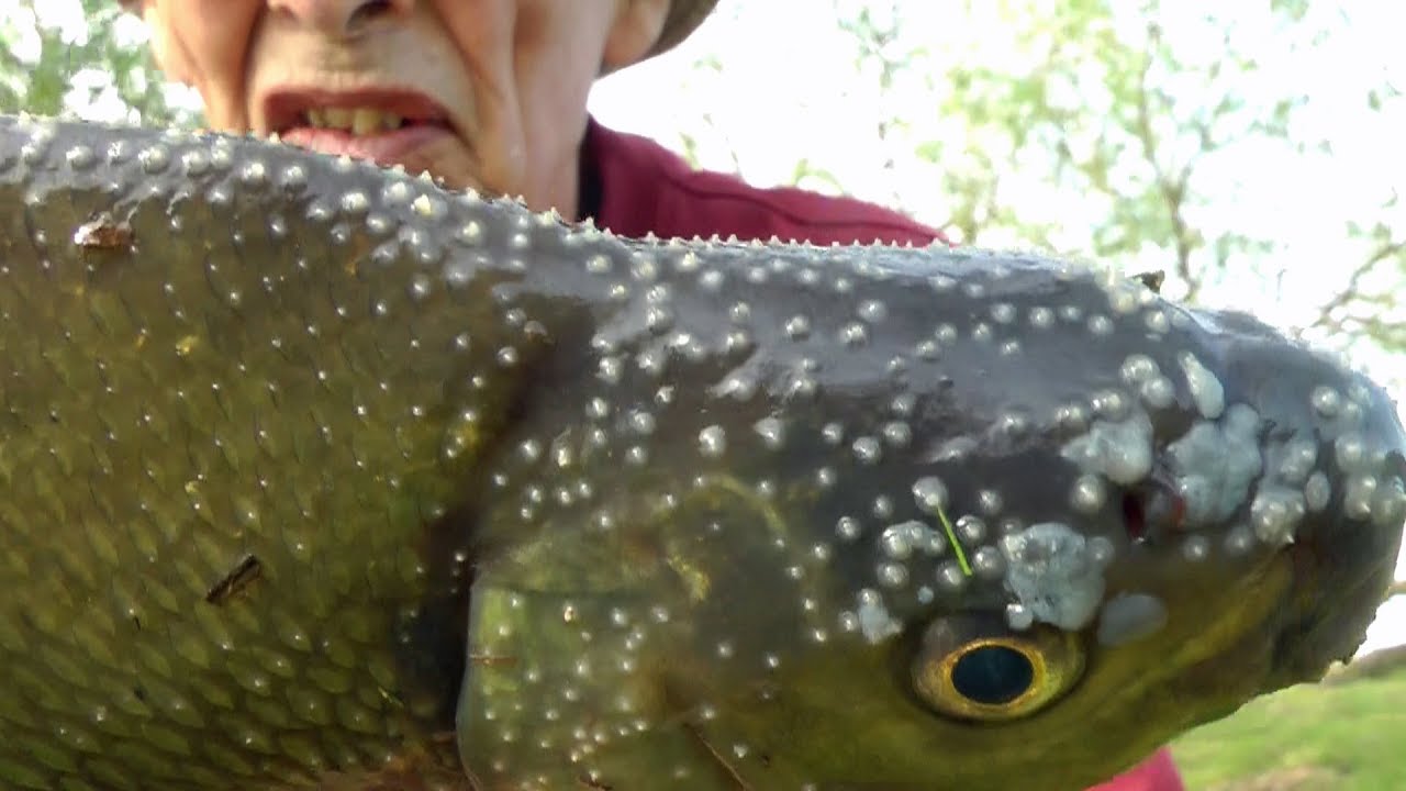 330 Cundell Lodge Farm Oxbow lake April 23rd