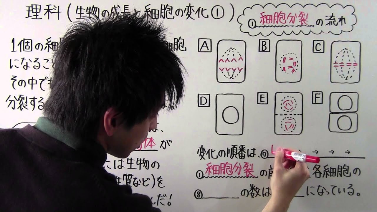 【理科】中3-13 生物の成長と細胞の変化①