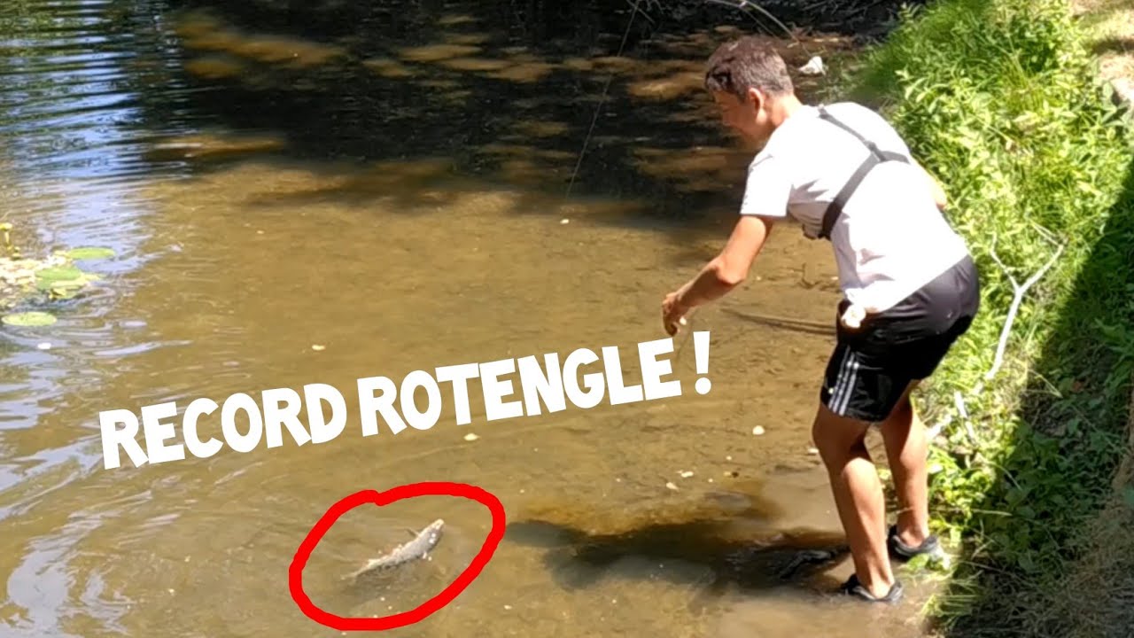 Pêche au pain en rivière ( Carpe,chevesne...) ! Un rotengle record !
