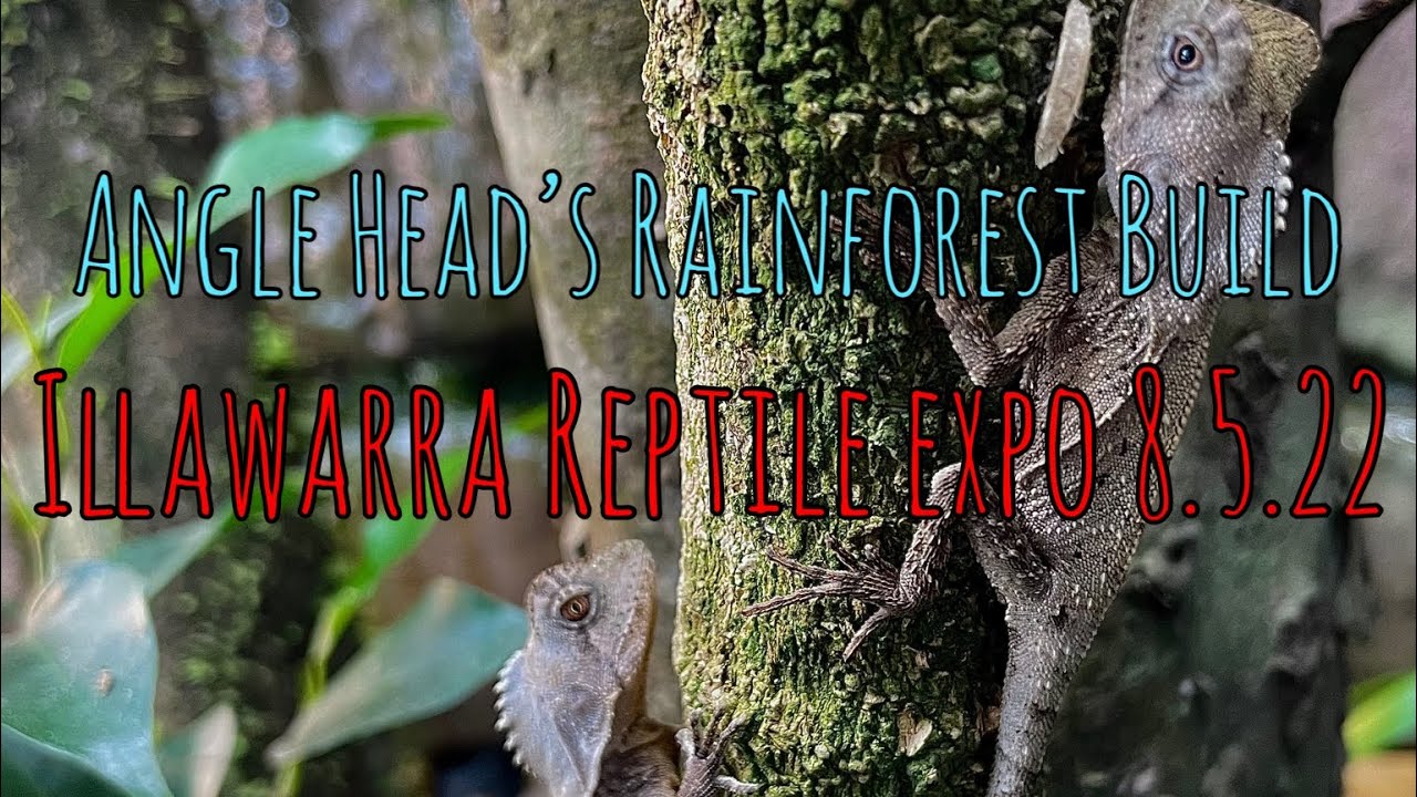 Angle Head Dragon Rainforest Build