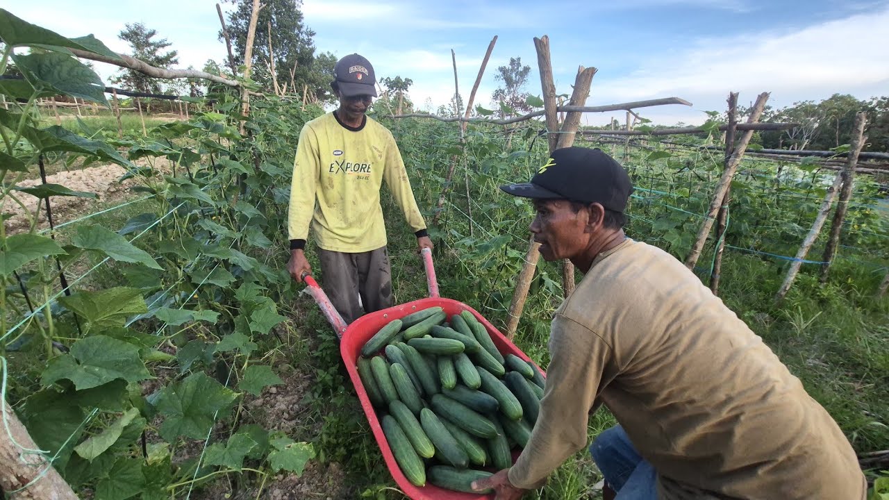 PANEN MAKIN BANYAK, TENGKULAK IKUT MERAMAIKAN! CERITA PAK KASTURI BERKEBUN BERSAMA ASIAN SURVIVOR
