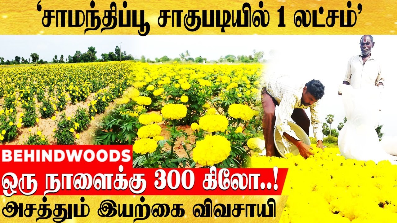 45 நாளில் 1 லட்சம்.. பணம் கொட்டும் சாமந்தி சாகுபடி..! அசத்தும் இயற்கை விவசாயி | Samanthi Flower