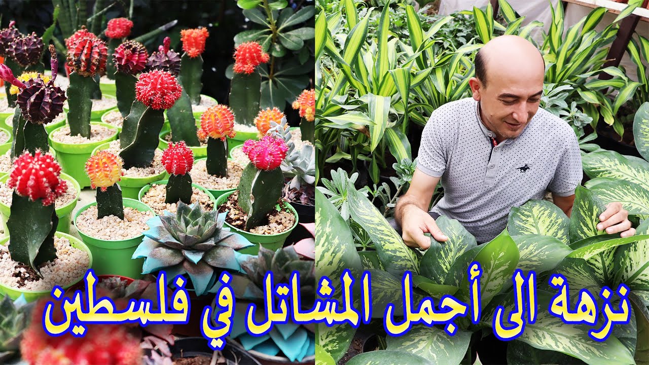 نزهة الى أجمل المشاتل في فلسطين و نباتات نادرة
