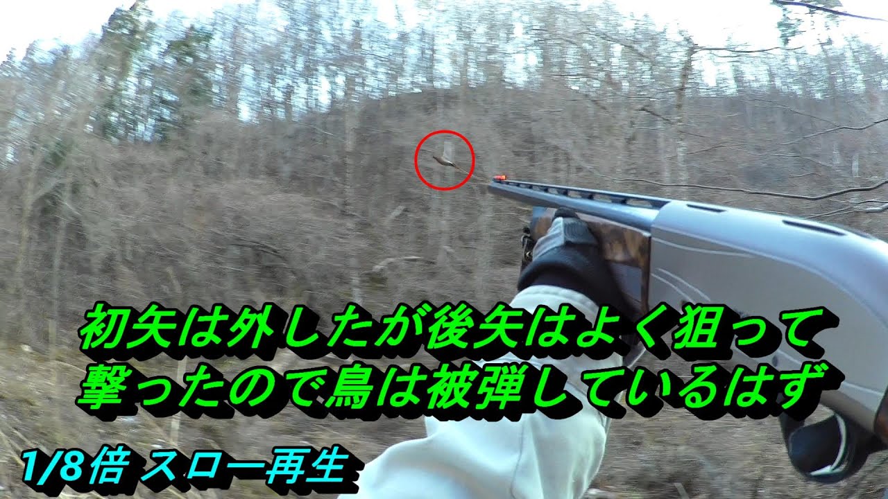 ヤマドリ猟20251222ヤブ中の鳥を失中
