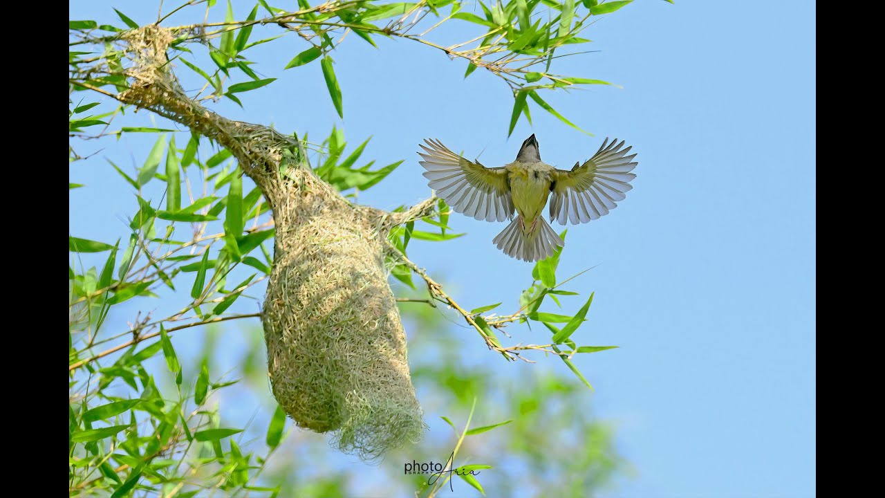 Amazing nest building bird Baya Weaver Bird