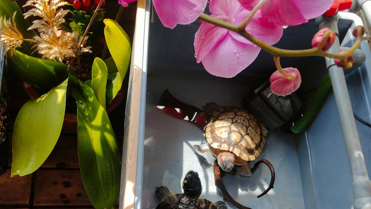 Bhing Abig09 is live! February 21,2026😍 #turtles #aquarium