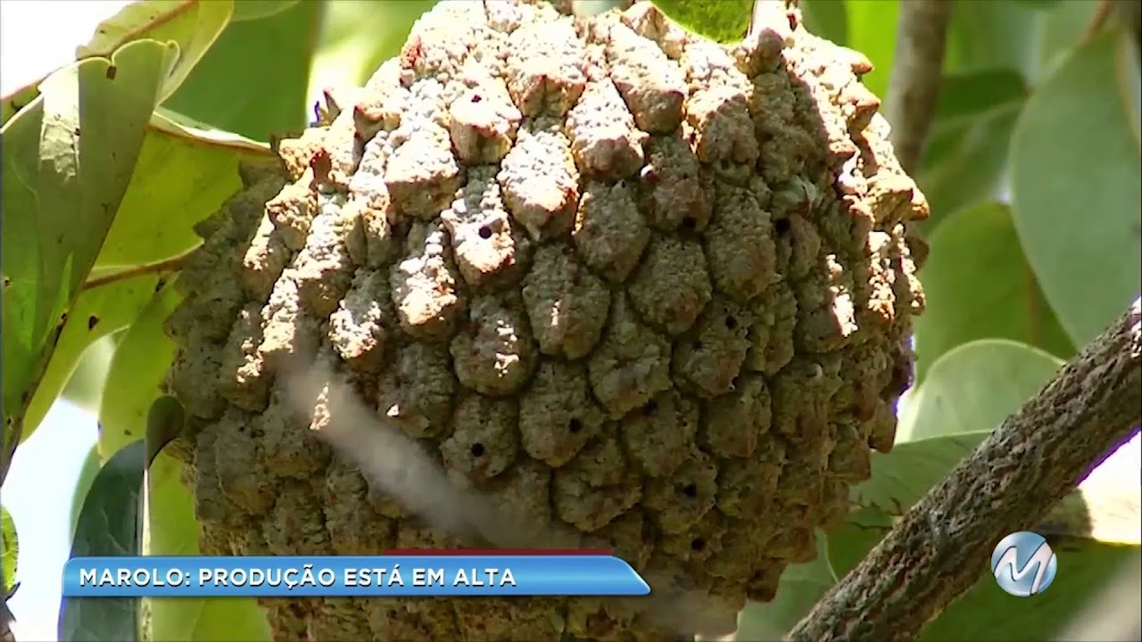 Produção e venda do marolo está em alta em Paraguaçu