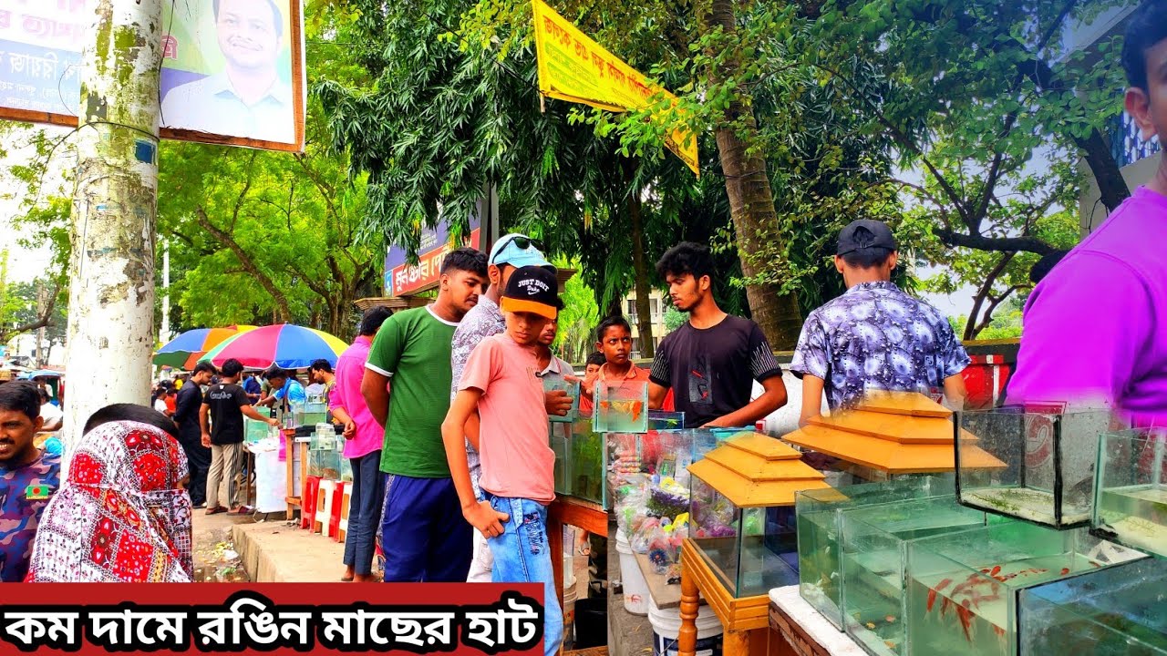 Aquarium Price In Bangladesh। Aquarium Fish Price In khulna। Aquarium Fish Price In Bangladesh