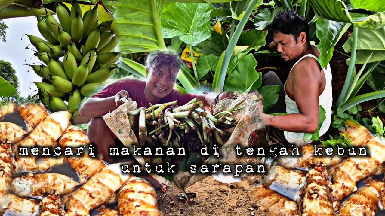 Mencari makanan di kebun panen pertama tanaman sepikul untuk sarapan hidup di hutan