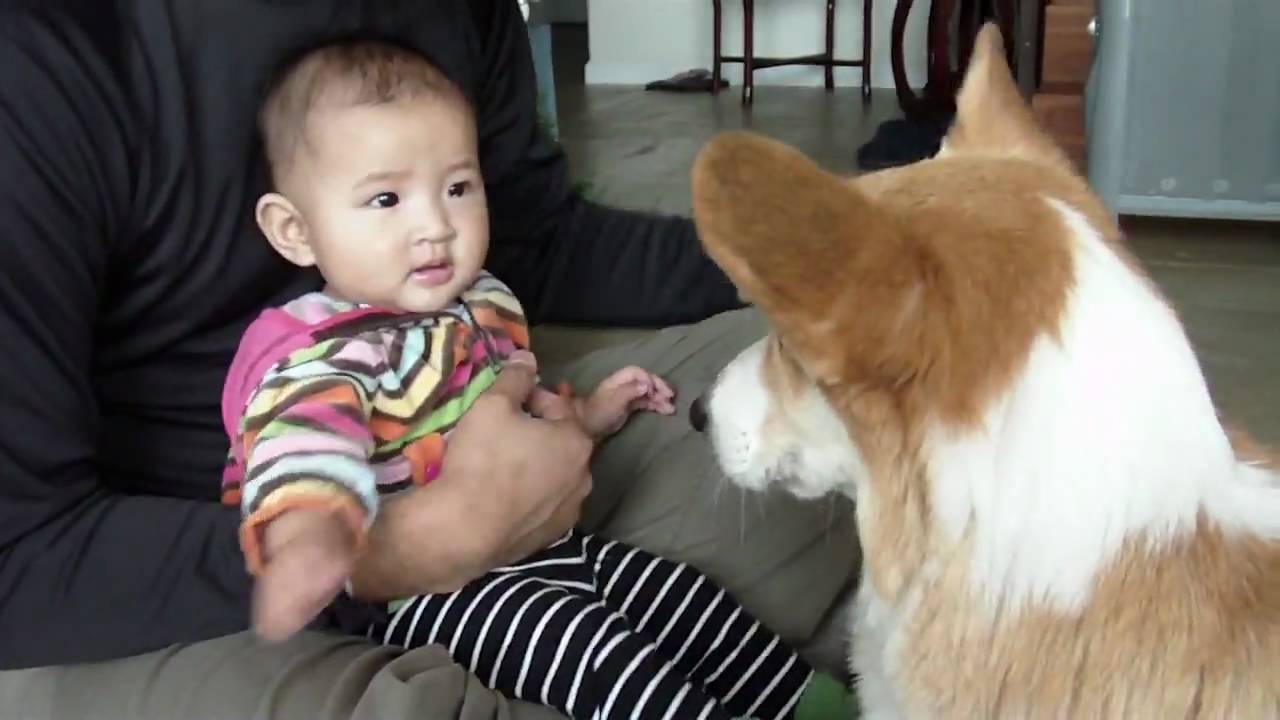 Baby vs Corgi