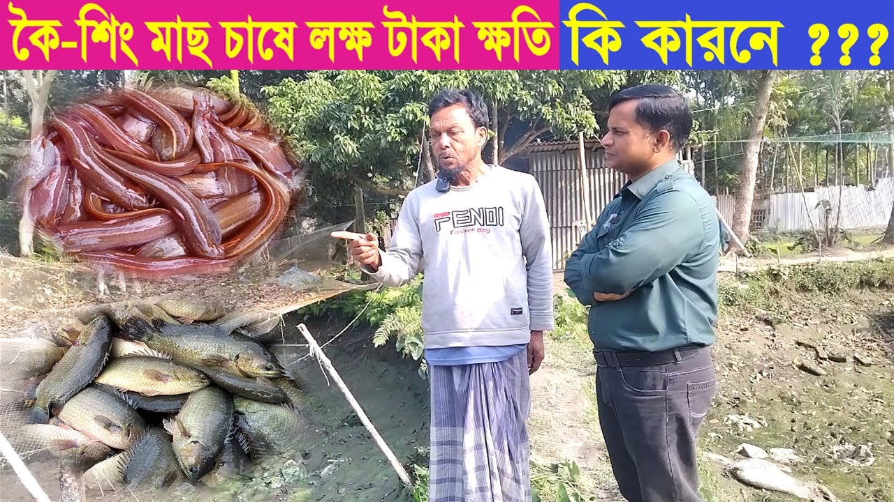 কৈ শিং মাছ চাষে লক্ষ টাকা ক্ষতি । কি কারনে । Koi Sing Mas Chas । Fish । Fish farming । Swadesh BD