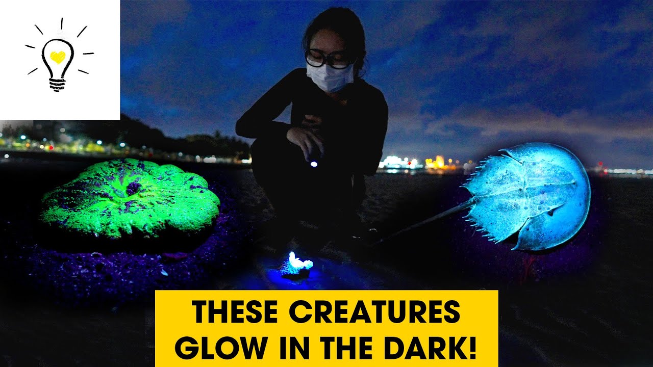 Glowing animals on Singapore's shores | Marine Treasure hunt