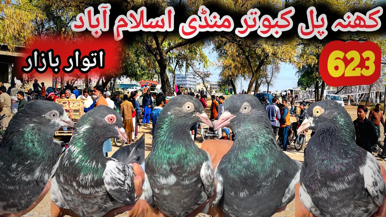 623 | Sunday Kabootar Mandi Khana Pull Islamabad | Today 25/1/2026 | High Flyer Pigeon Market Price