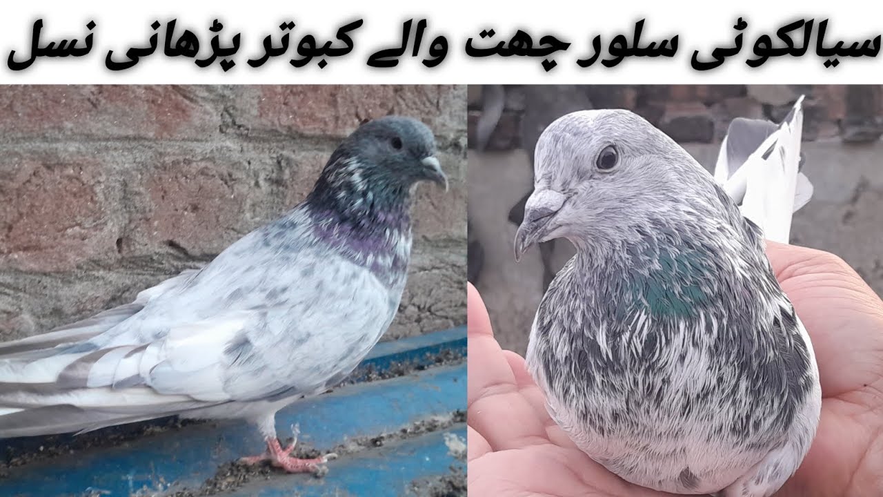 سیالکوٹی سلور چھت والے کبوتر فار سیل ویڈیو پوری دیکھنا انتہائی مناسب لائیو حالت میں پیور کبوتر