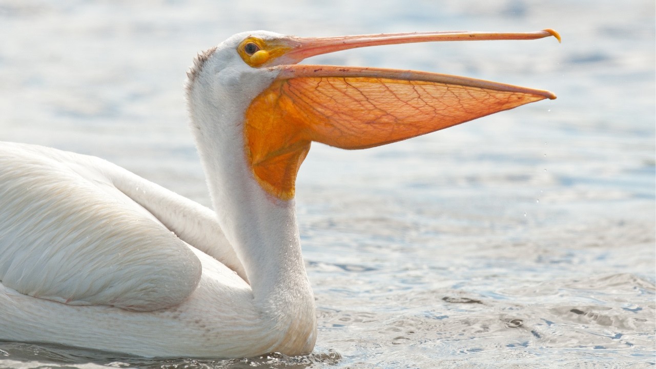Get To Know The American White Pelican