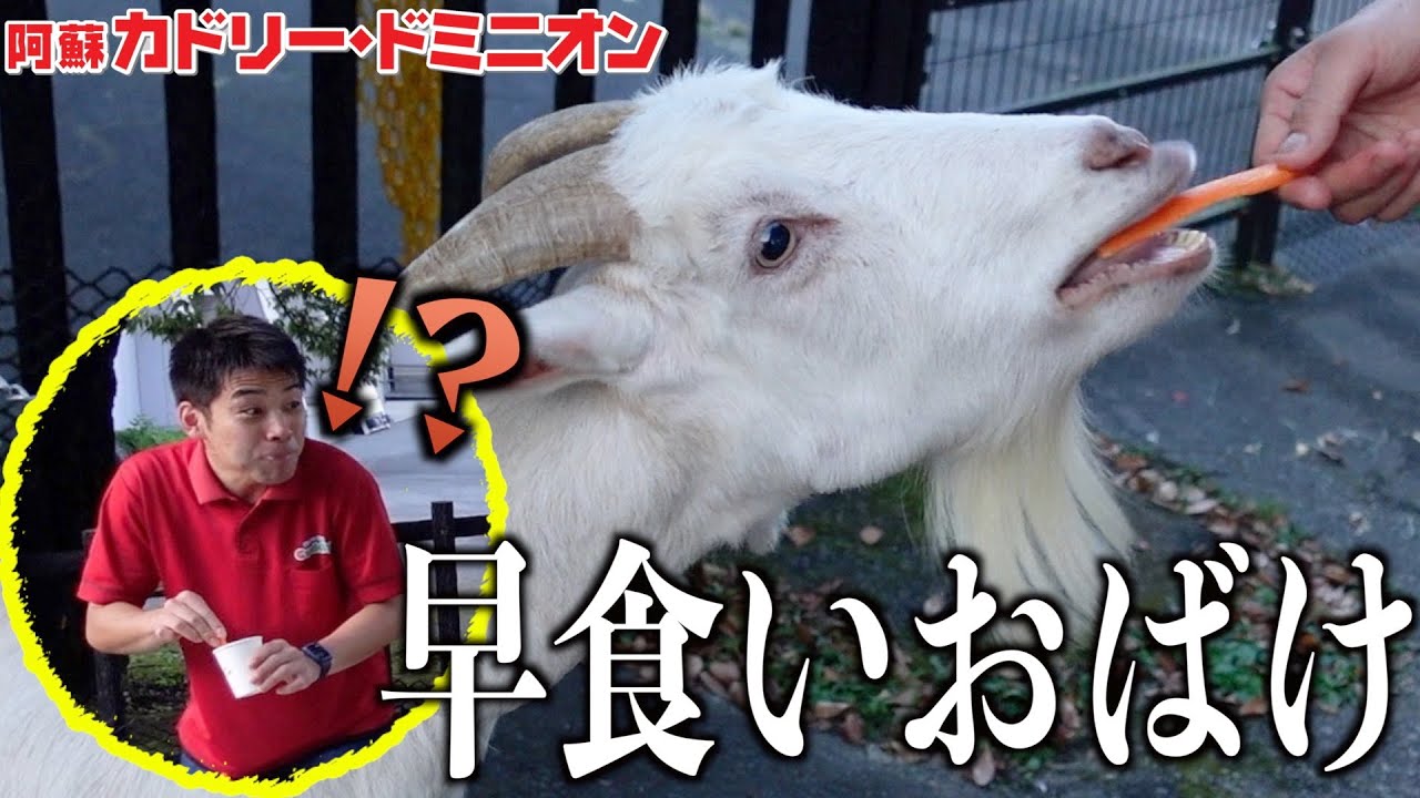 ヤギの早食い能力がエグいことを知っていますか？【大食いYouTuberの挑戦求む】