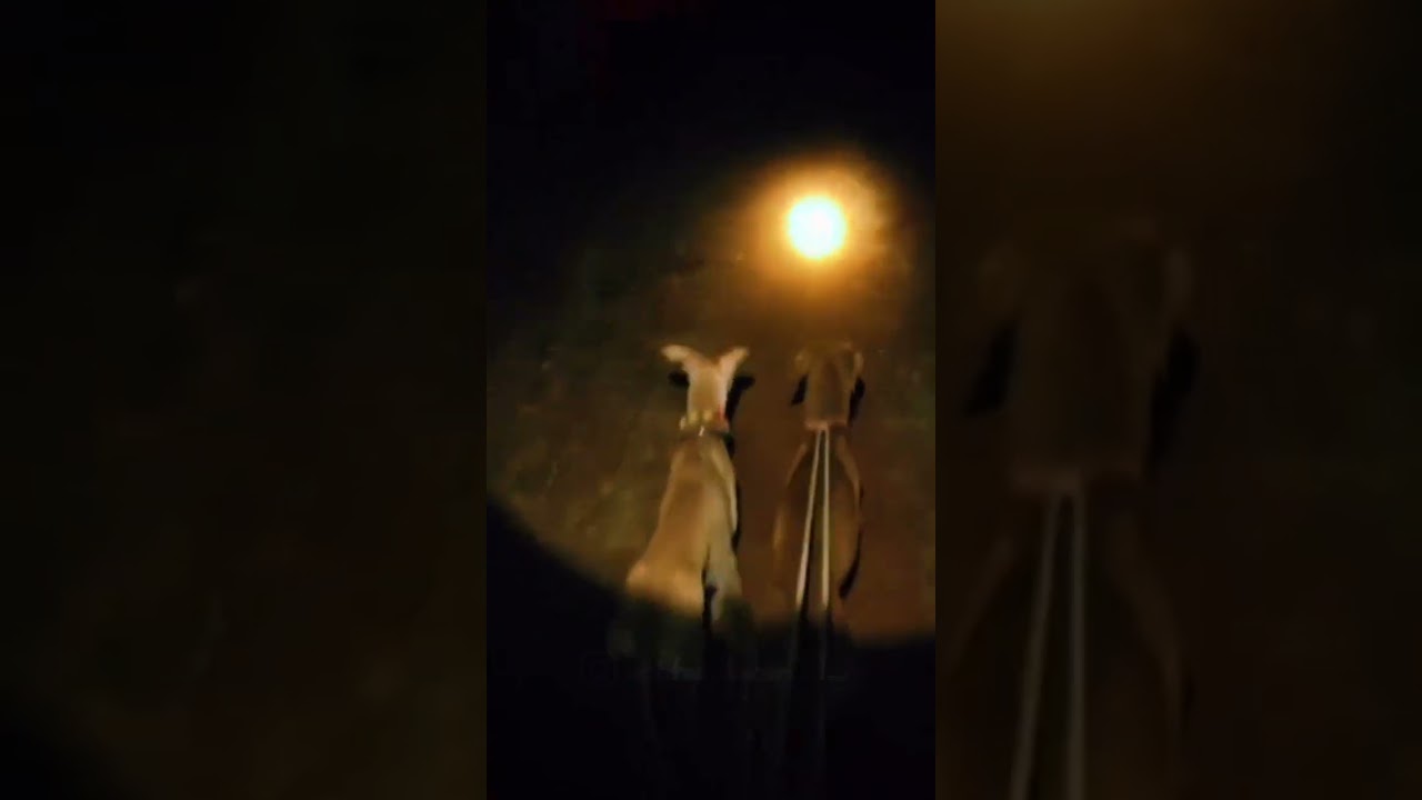 Night rabbit Hunting Tamil
