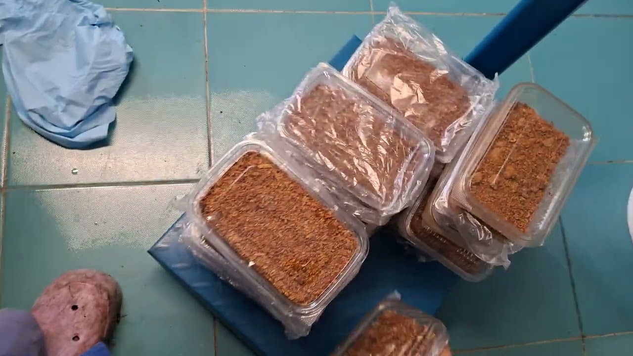 Vânzarea  de propolis  . Am filmat pentru  client .