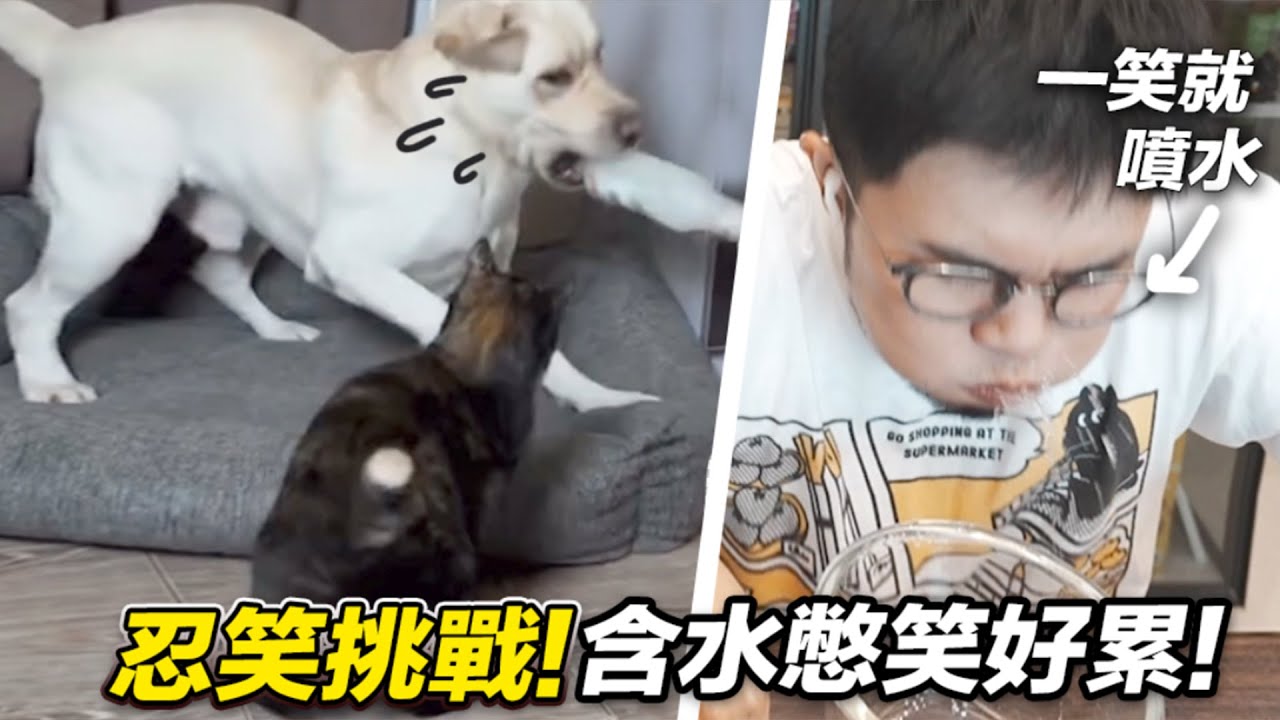 【忍笑挑戰！含水憋笑好累！】志銘與狸貓