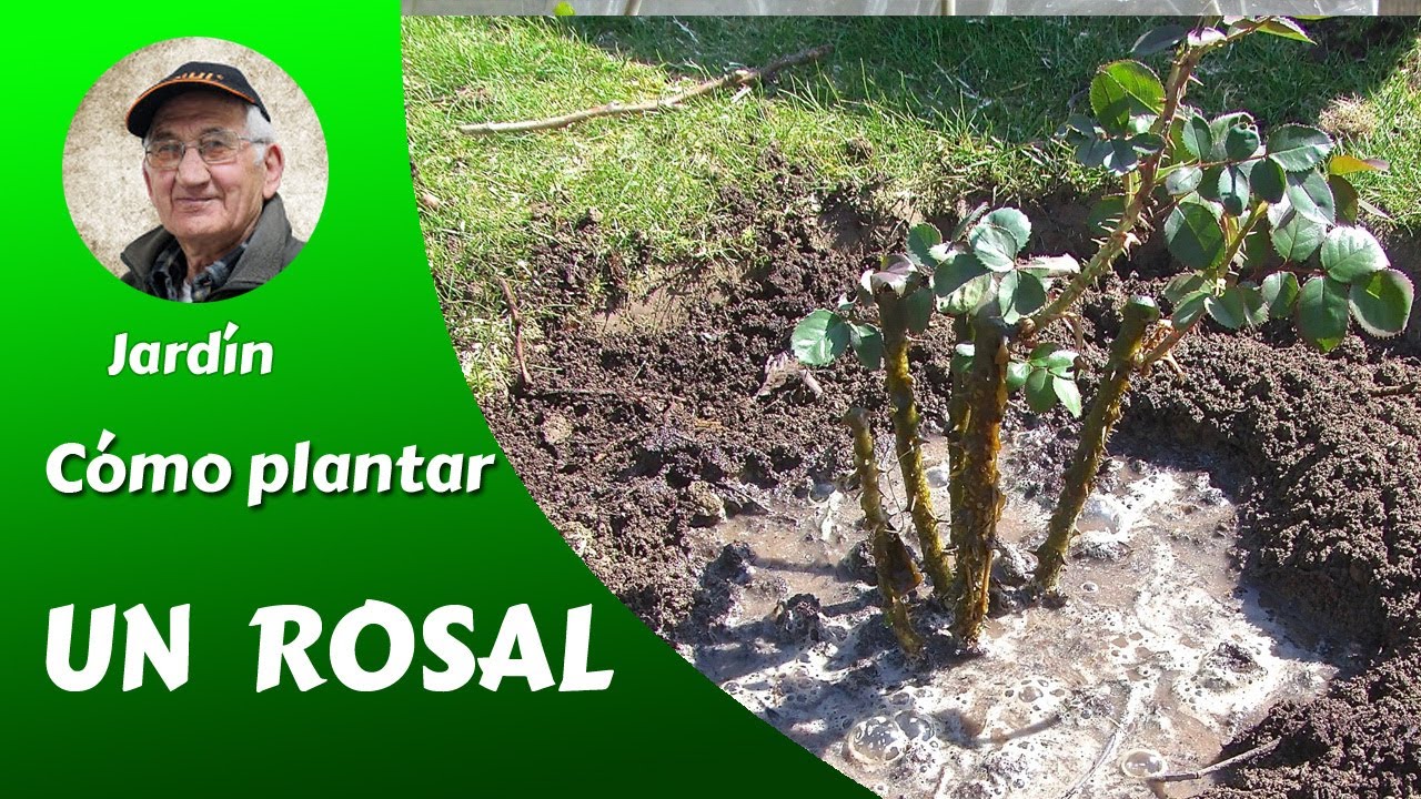 COMO PLANTAR UN ROSAL - Cap 1/6 de la serie 