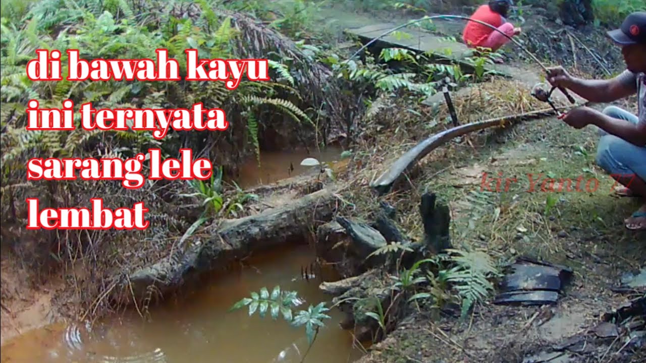MANCING LEMBAT DI BAWAH KAYU TERNYATA SARANG IKAN LELE LEMBAT || kir Yanto 77
