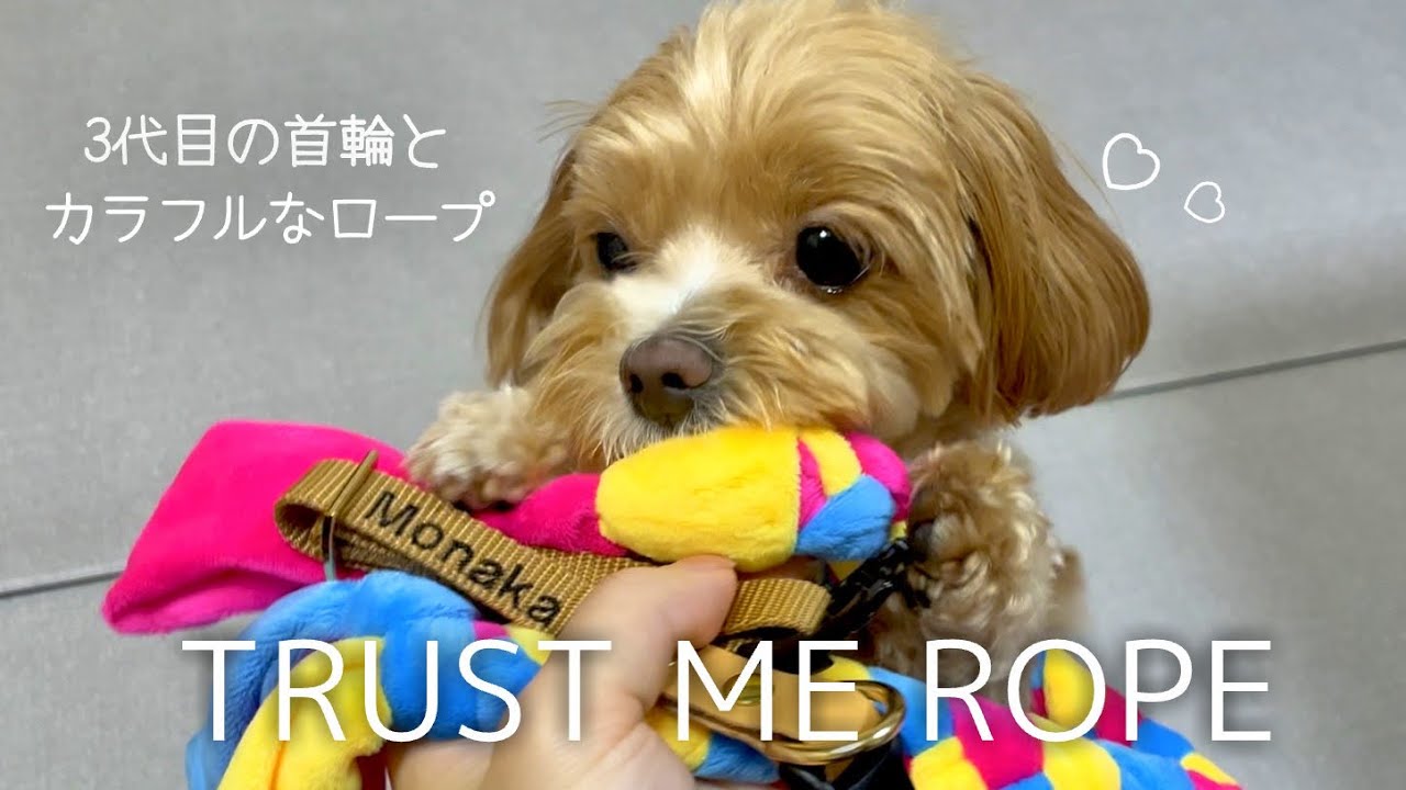 新しい首輪を横目にカラフルなロープにメロメロなマルプー