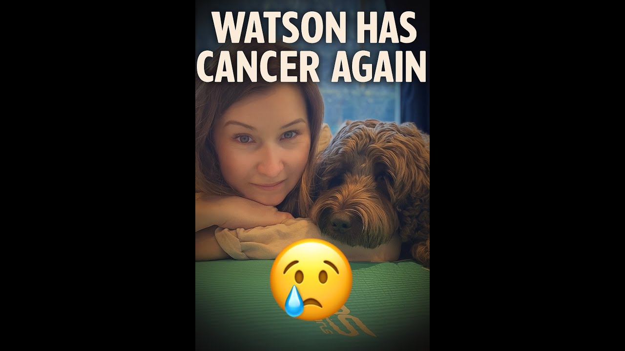 Watson has another Mast Cell Tumour - not a great outlook 😢