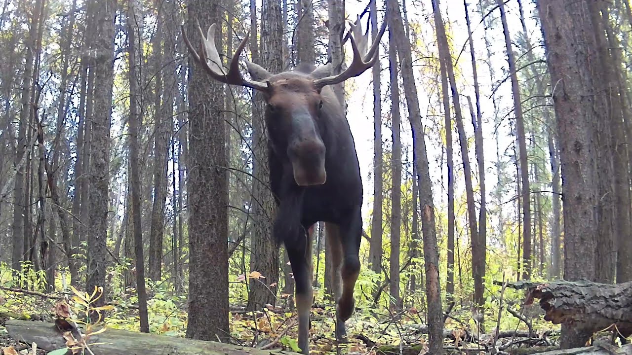 BorealCam Movie 1