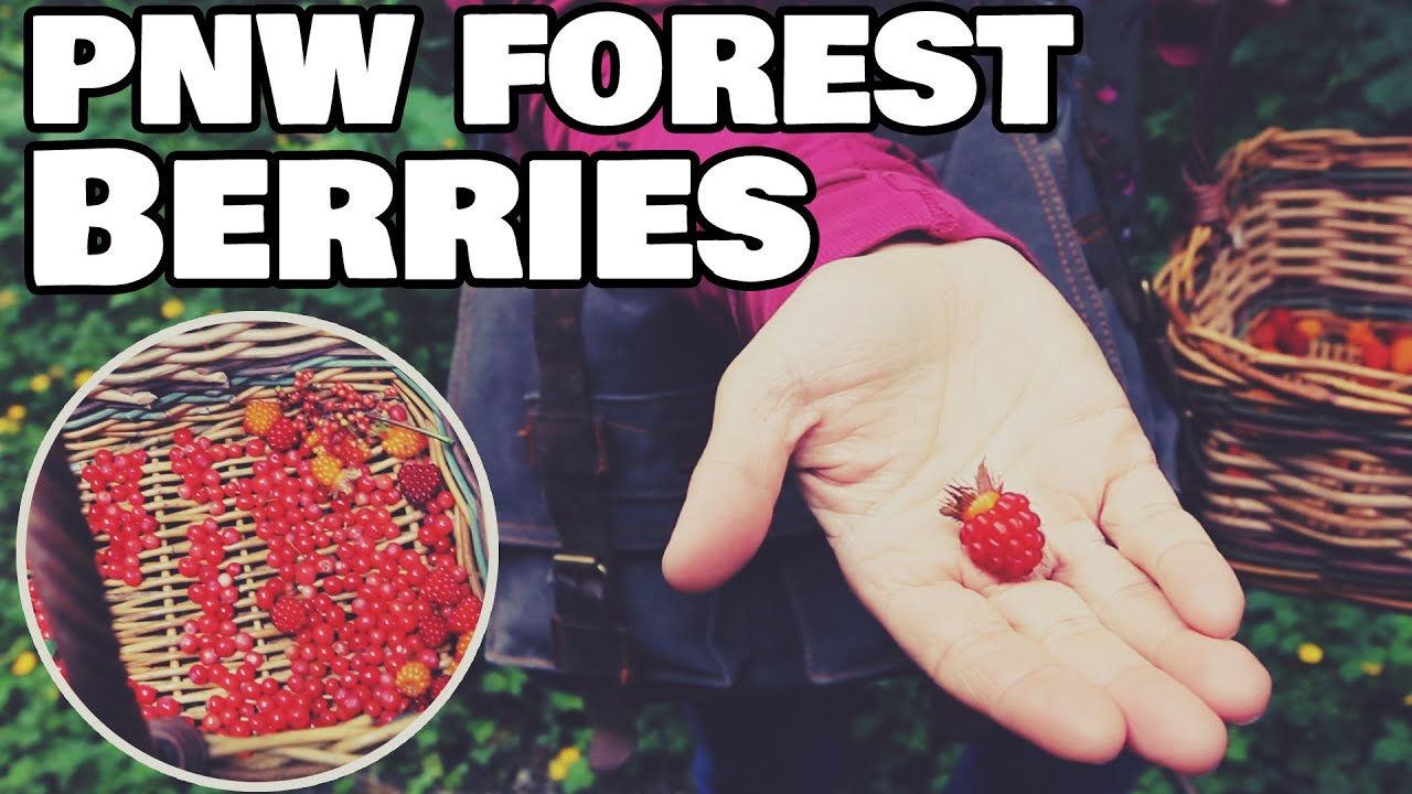 BERRY FORAGING - PNW - Summer Berry Haul
