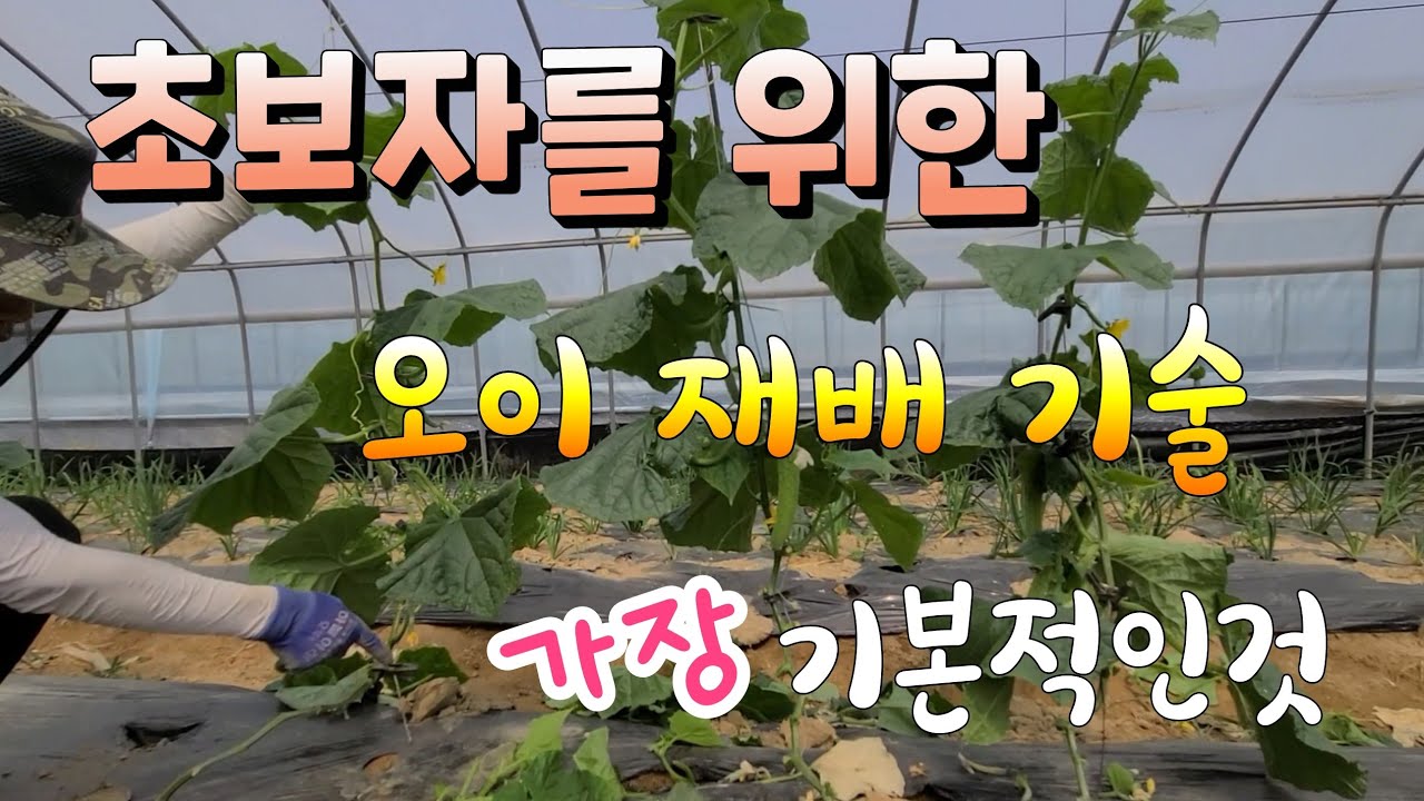 텃밭농사 초보자를 위한 오이 재배 기술 가장 기본적인것 중요한 3가지만 알면 끝