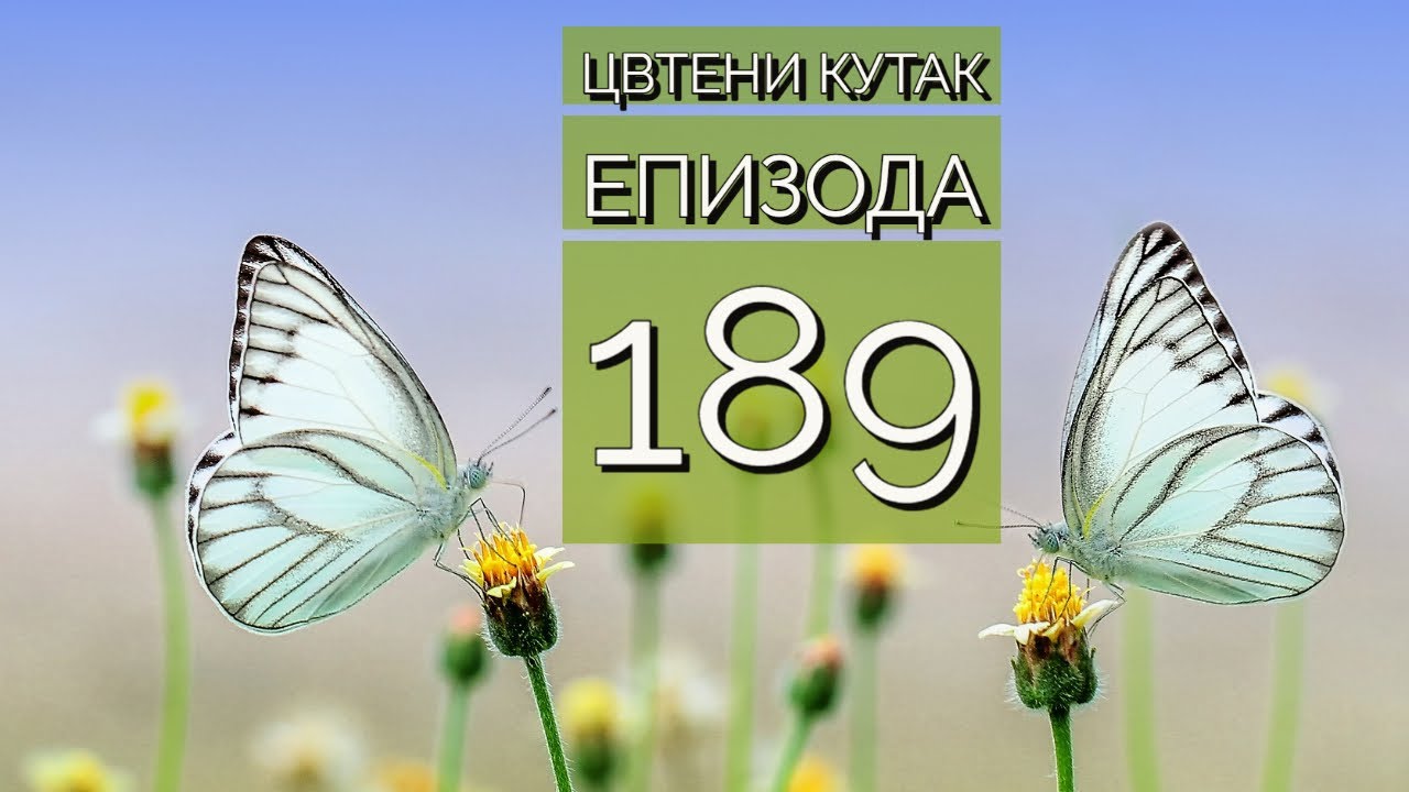 Cvetni kutak ep. 189 22.06.2023. Sanseverija, TC 