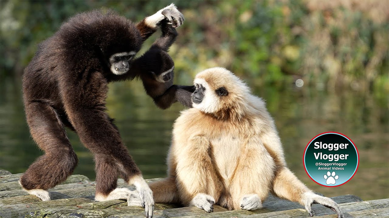 Parenting Challenges A Young Gibbon Family's Life at Zoo La Palmyre