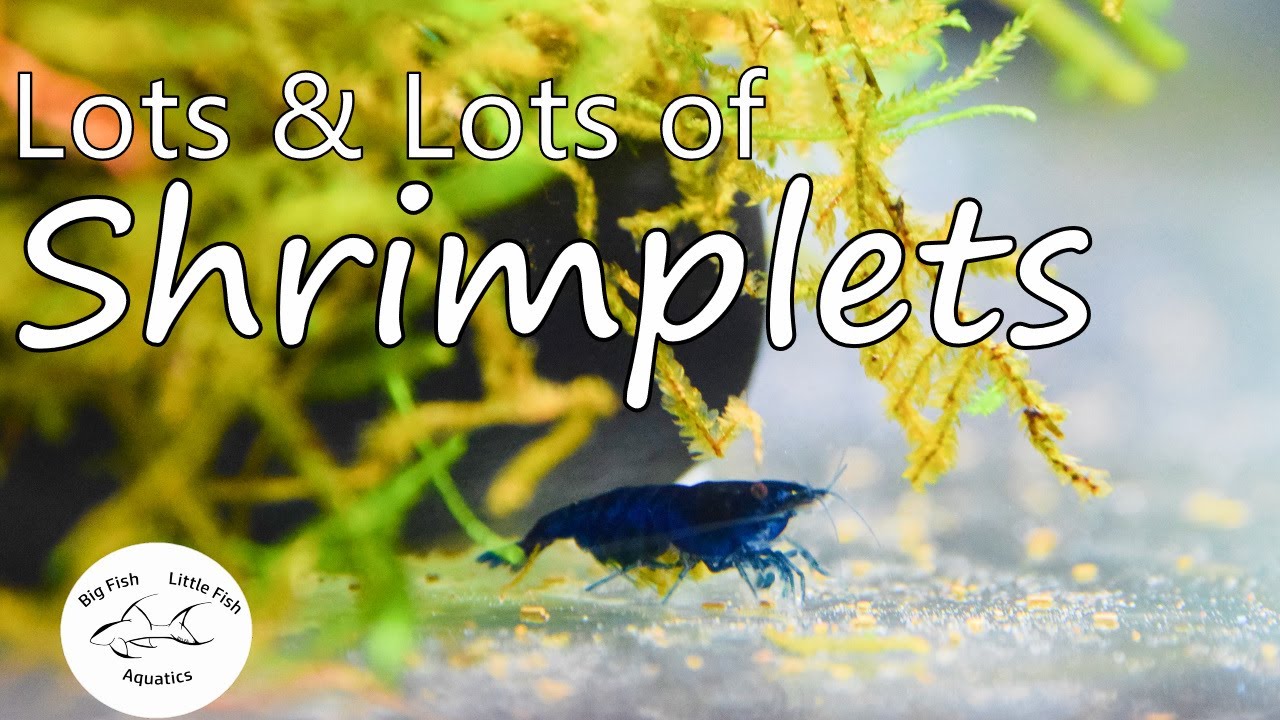 Newborn Shrimplets | Shrimp Growth rate