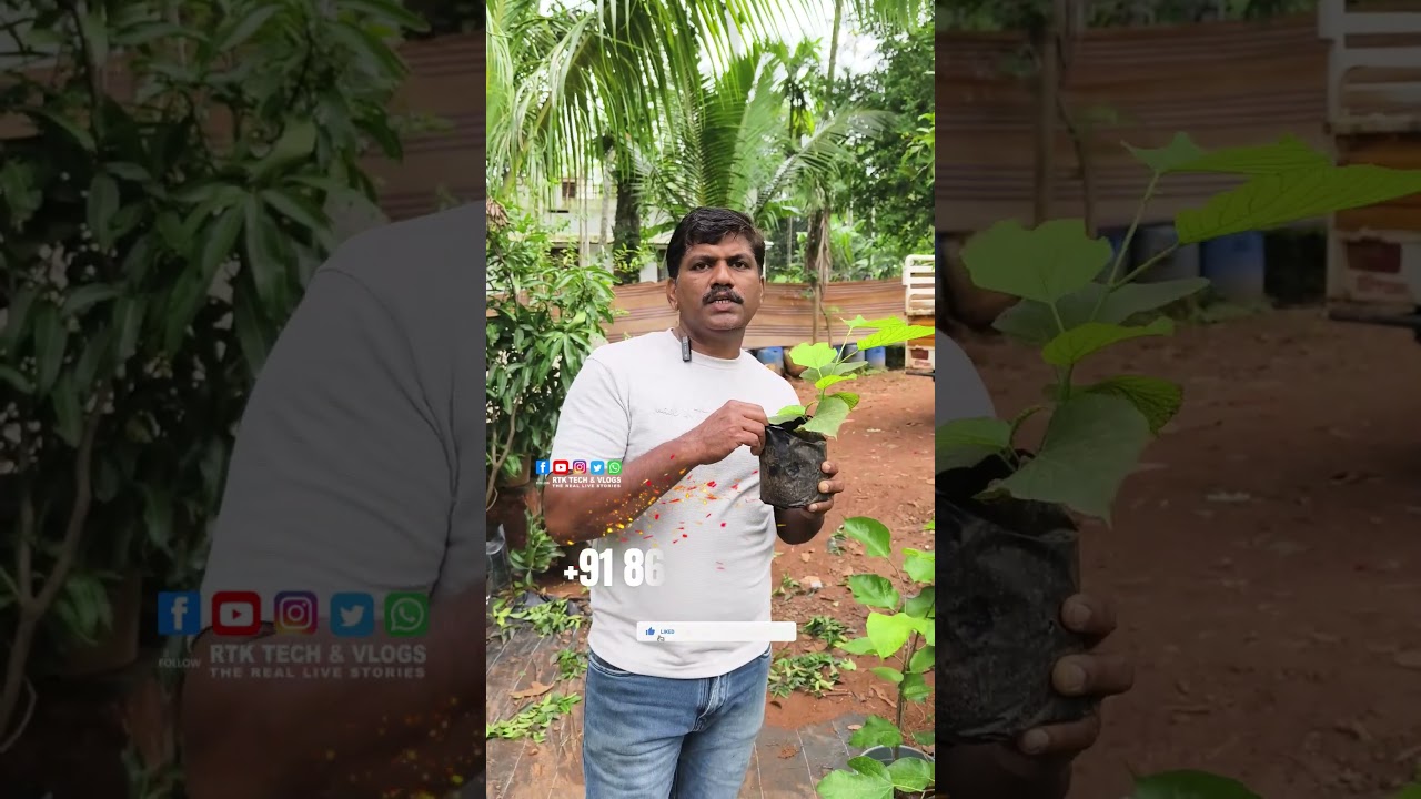 Rs 250/- പഴത്തോട് കൂടിയ പാക്കിസ്ഥാൻ മൾബറി Razeen Exotic Malappuram