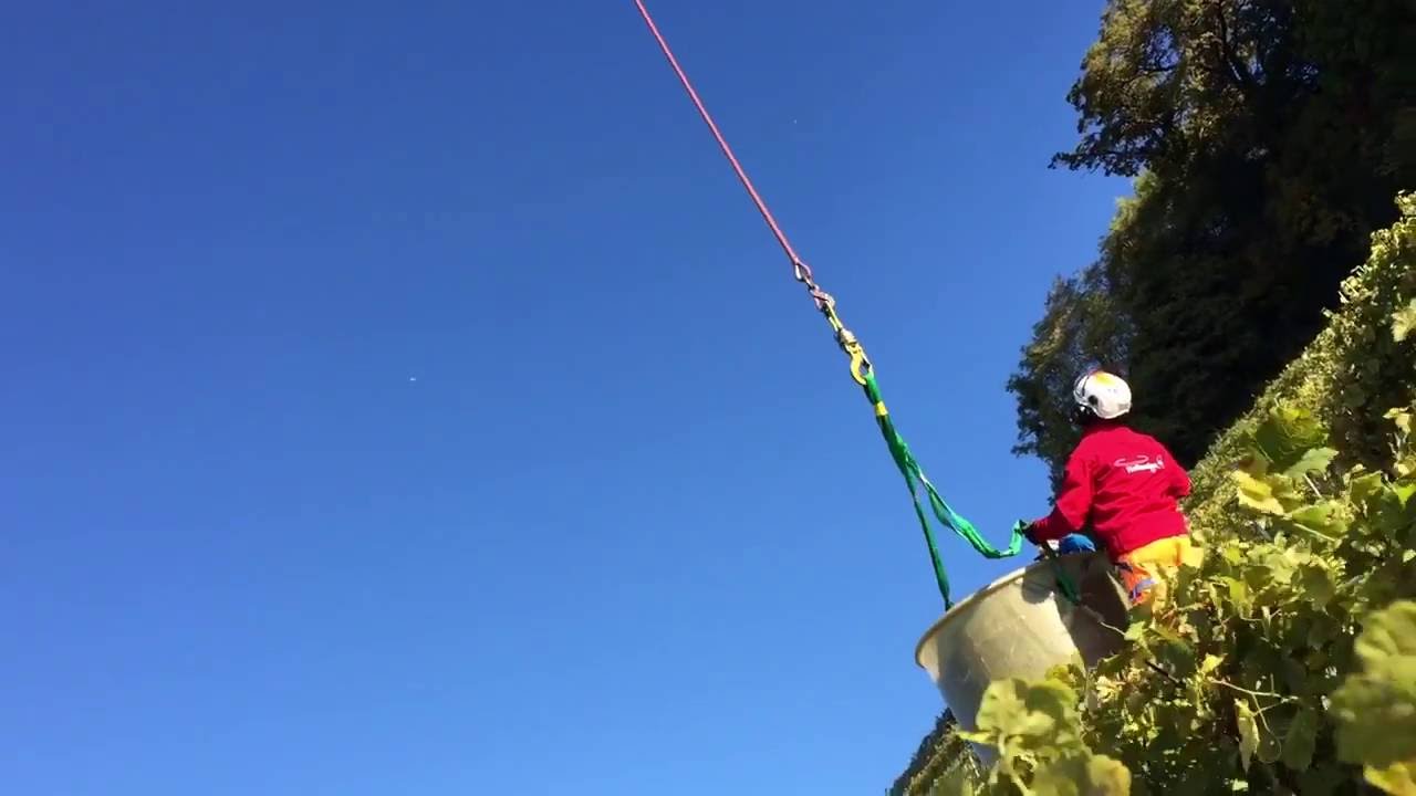 Vendanges en h&eacute;lico &agrave; Lavaux