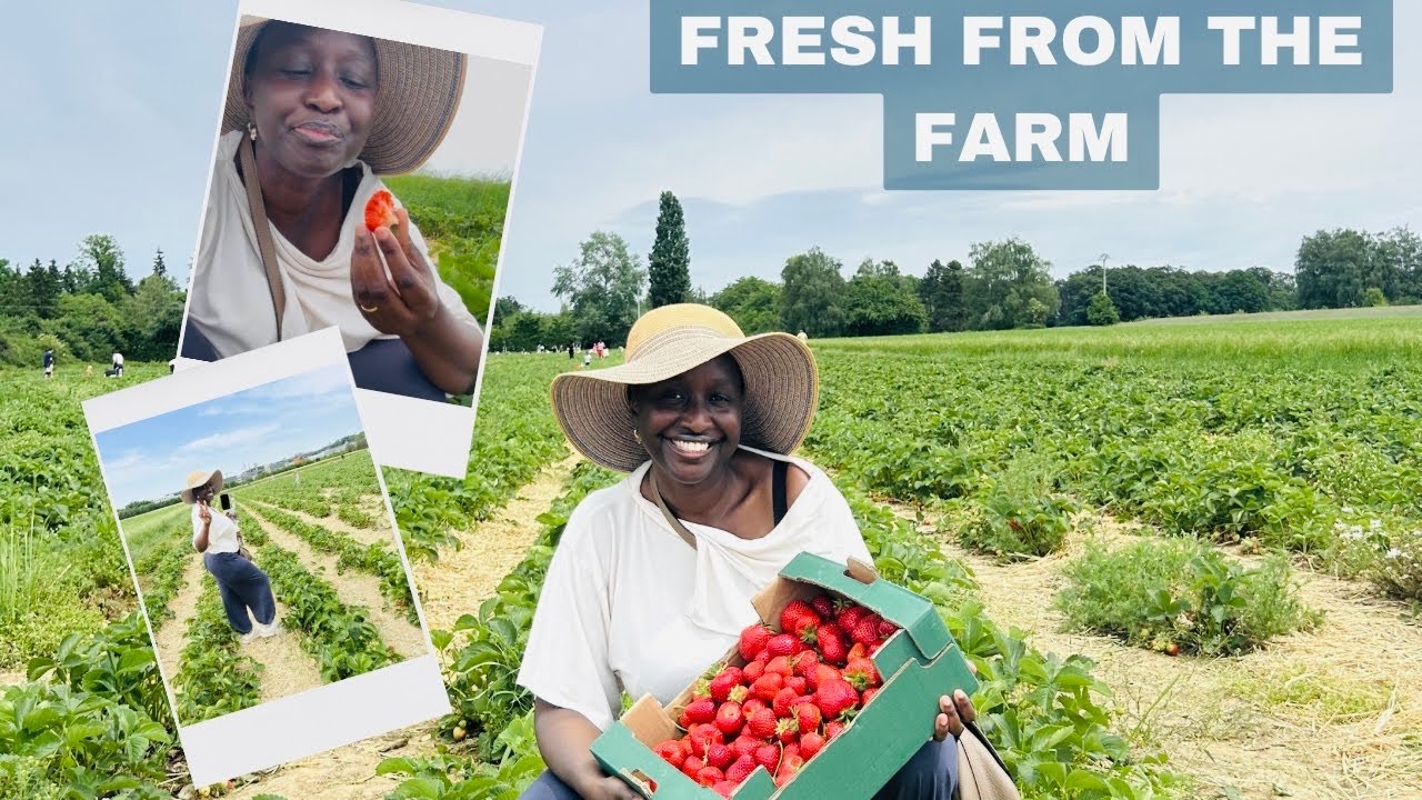 Сбор свежей клубники на люксембургской ферме 🍓