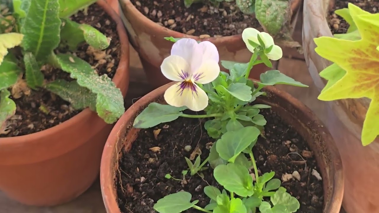 2026  2월 송당나무 아줌마 살아는 있습니다