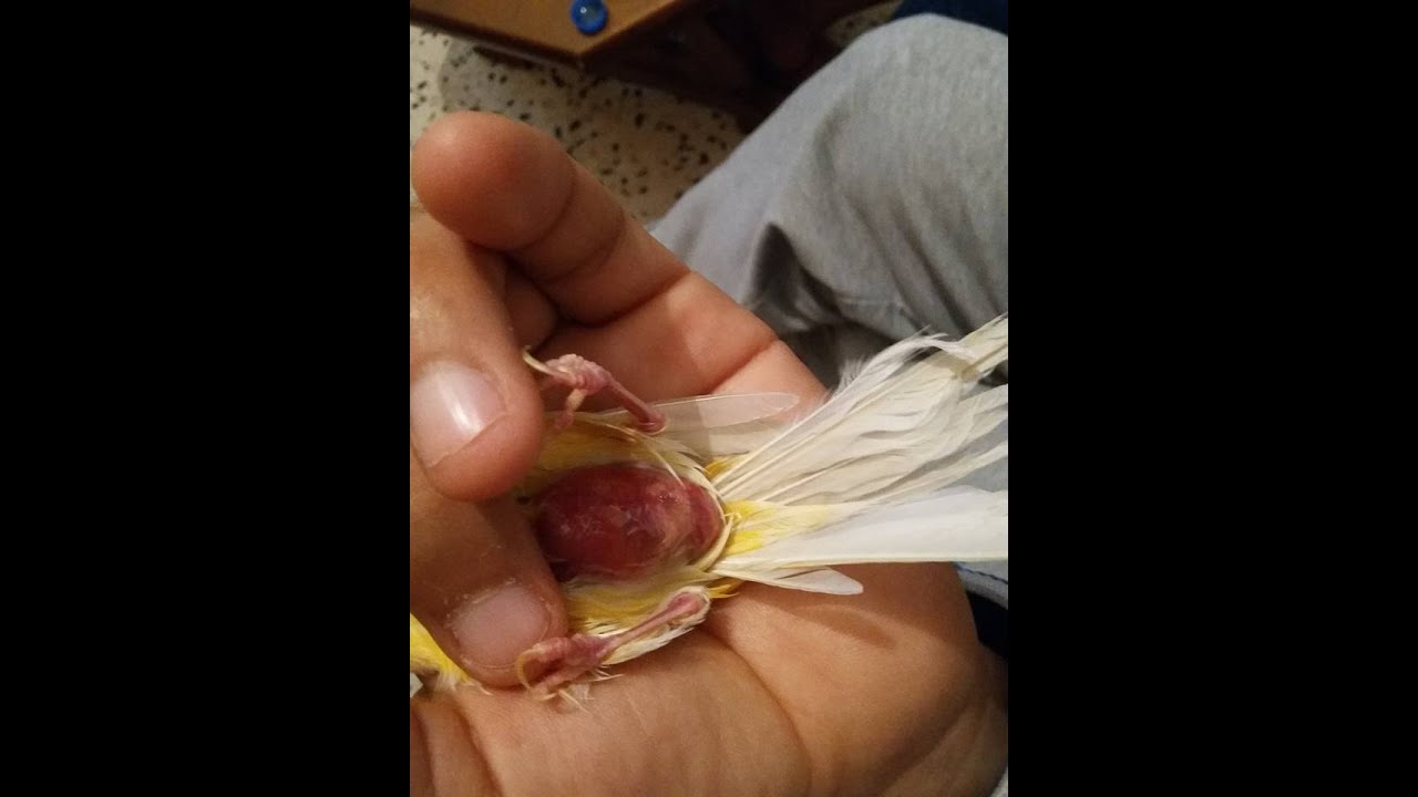 إنحسار البيضة في أنثى الكناري أسبابها والطريقة الآمنة للتعامل معها