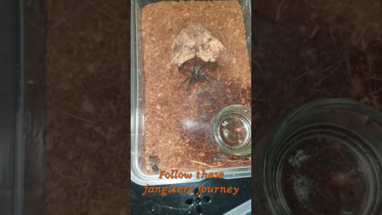 Meet Mary, Samson, and Delilah — our adorable Goliath bird-eater slings (Theraphosa blondi)! 🌿🕷️